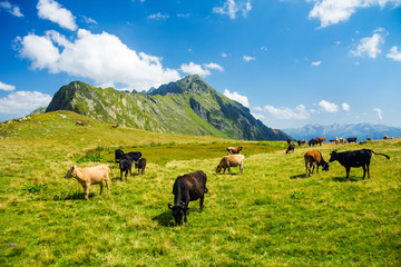 Fototapeta na wymiar Cows and horses in highland alpine meadow pasture 