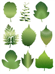 Set of nine different green european leaves