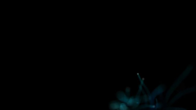 Neon Alien Floral Particles Growth Animation