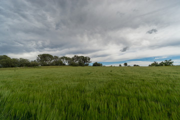 Fototapeta premium Green field of wheat under a cloudy sky