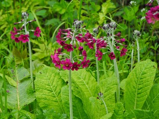 Candelabra Primrose