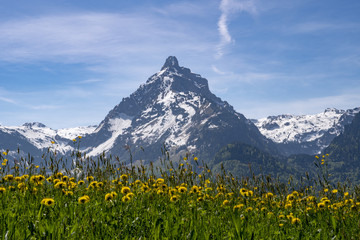 Fototapeta premium Bergwiese im Frühling