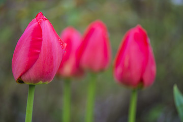 Red tulips with water drops blooming in a park