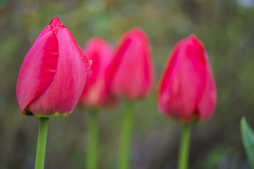 Fototapeta premium Red tulips with water drops blooming in a park