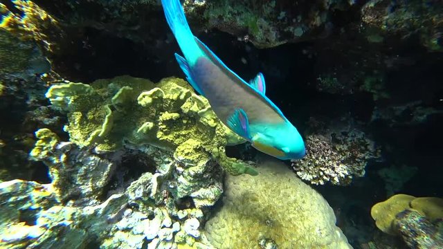 A bright parrot fish sails among the corals of the Red Sea.