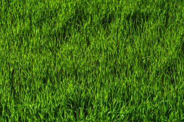 Background of a green juicy grass field with wave patterns from the wind. Spring freshness