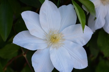 Beautiful white flowers Clematis