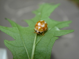 Ladybug