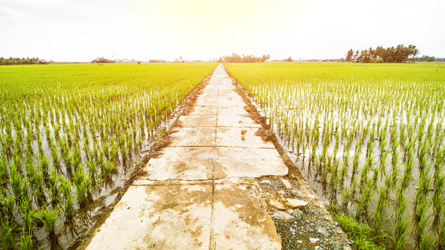 Rice Field Landscape, Paddy Field Landscape
