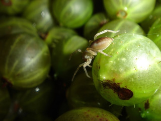 Gooseberries and spider