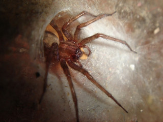 Spider