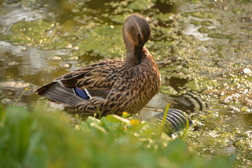 pond duck goose bird nature flora fauna lake swamp tree Bush grass greenery leaves crimson cocoon feeder water Lily pine cone spruce air sky green