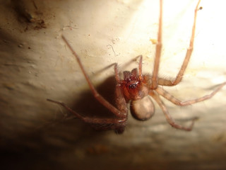 Spider