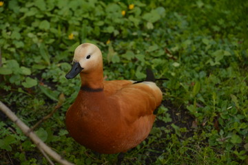 pond duck goose bird nature flora fauna lake swamp tree Bush grass greenery leaves crimson cocoon feeder water Lily pine cone spruce air sky green