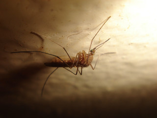 mosquito