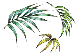 Palm leaves, watercolor hand drawing with a contour, isolated on white background.