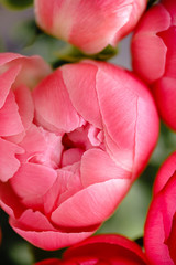 Lovely flowers in glass vase. Beautiful bouquet of peonies sort of coral charm. Floral composition, scene, daylight. Wallpaper
