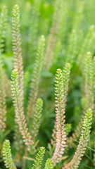 Fern Plant. Shallow Depth Of Field. Close-Up.