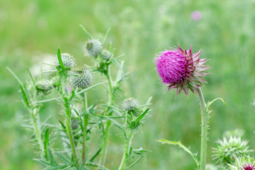 Herbaceous Plants "Milk Thistle" (Silybum Marianum). Shallow Depth Of Field. Close-Up. Macro.
