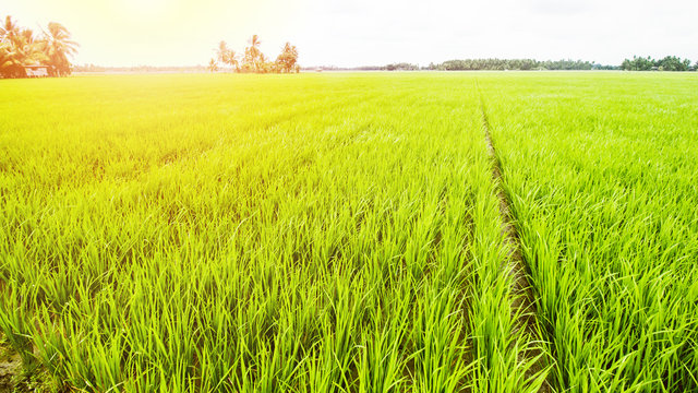Rice Field Landscape, Paddy Field Landscape