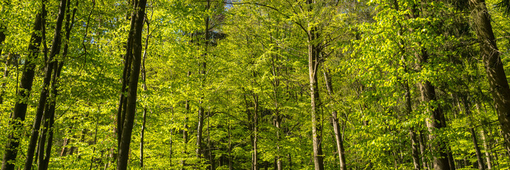 Beautiful green forest panorama