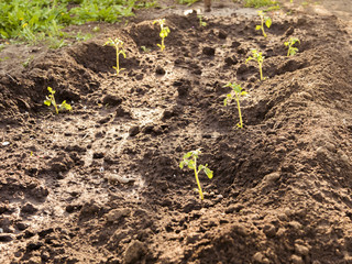 young growing seedlings of tomatoes in the garden