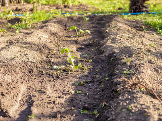 young growing seedlings of tomatoes in the garden