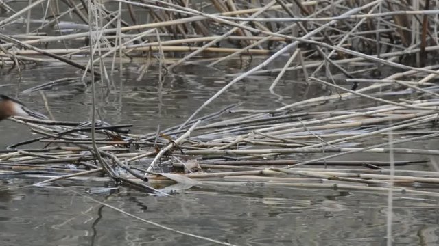costruzione del nido e suoni del biotopo