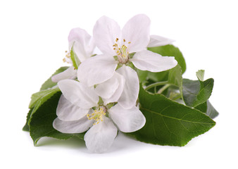 Apple tree flowers isolated on white background. Spring blossoms