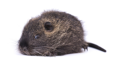 Baby nutria isolated on white background. One brown coypu (Myocastor coypus) isolated.