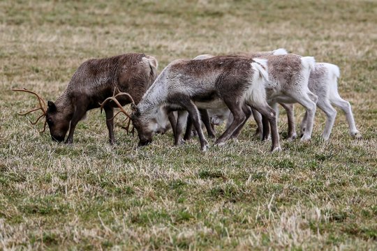 Reindeer on pasture Northern Norway