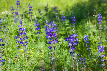 Lupines in blossom