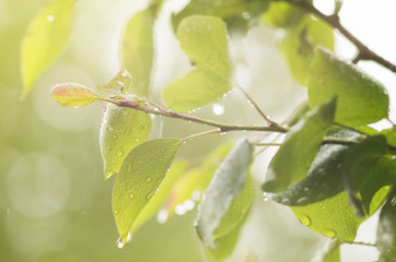 Photo of pear branch under rain. Soft selective focus.