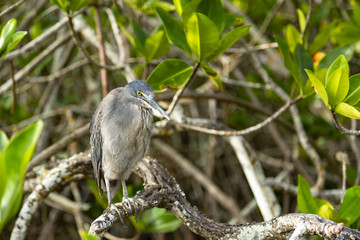 Lava Heron or Galapagos Heron (Butorides sundevalli) in Galapago