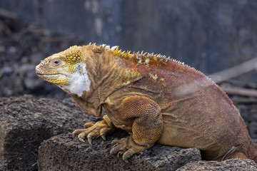 Galapagos Land Lguana (Conolophus subcristatus) in Galapagos Isl