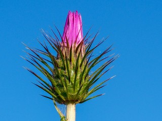 Mediterranean Thistle (Galactites tomentosa)