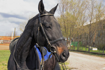 Obraz premium horse portrait