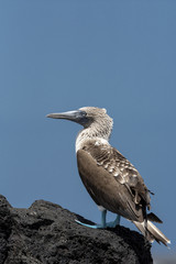 Blue-footed Booby (Sula nebouxii) in Galapagos Islands, Ecuador