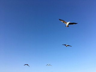 Fototapeta na wymiar Flying birds in the blue sky