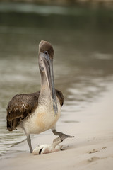 Brown Pelican eating a small Shark (Pelecanus occidentalis)