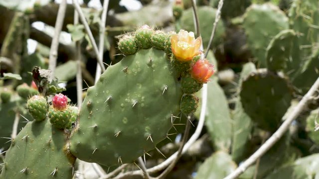 Bees pollinating prickly pear cactus flowers
