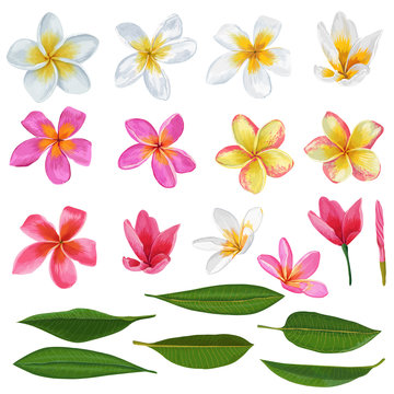 Plumeria Flowers and Leaves Set. Exotic Tropical Floral Elements for Decoration, Pattern, Invitation. Tropic Background. Vector illustration