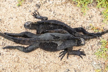 Marine Iguana (Amblyrhynchus cristatus) in Galapagos Islands, Ec