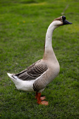 Chinese goose © veroja