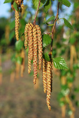 ветка березы с ,, сережками ,,