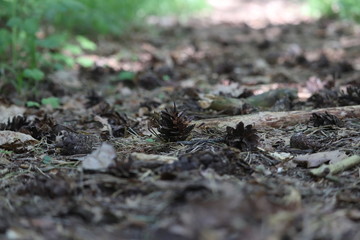 Cone