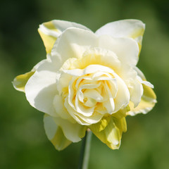 White flower of daffodil (Narcissus) cultivar Obdam from Double Group