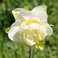 White flower of daffodil (Narcissus) cultivar Obdam from Double Group © kazakovmaksim