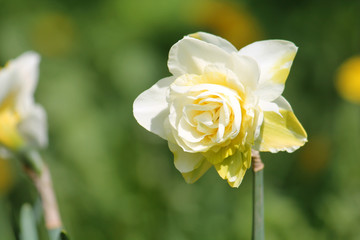 White flower of daffodil (Narcissus) cultivar Obdam from Double Group