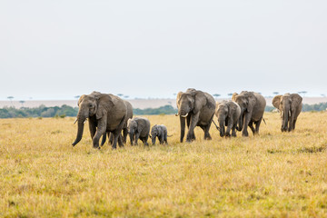 Naklejka premium Elephants in Africa